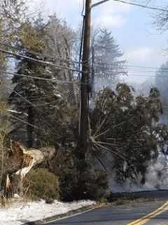 High Winds Lead To Numerous Downed Trees In Rockland