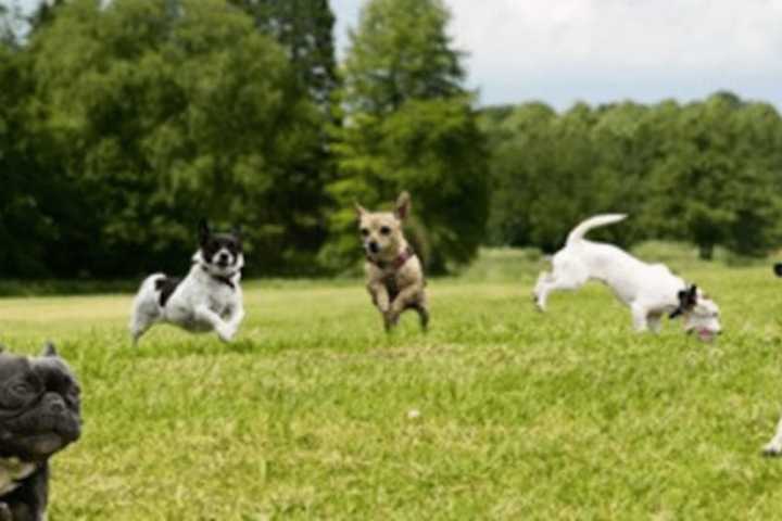 Dog Gone! Roosevelt Forest In Stratford May Soon Have A Site For Pups