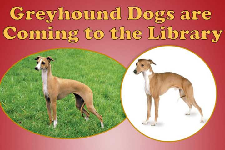 Greyhound Dogs Coming To North Castle Library