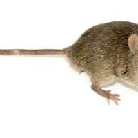 <p>Researchers predict that an explosion of mice last year will lead to a large number of Lyme diseases cases this summer.</p>