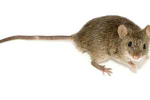 Head's Up, Westchester: Surge In Mice Signals Higher Lyme Disease Risk
