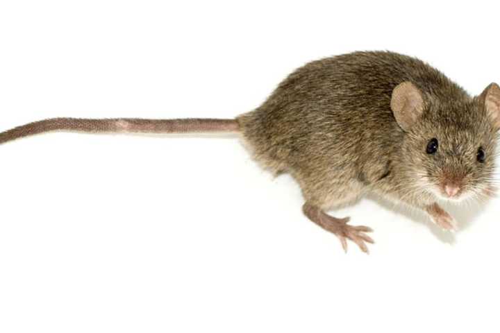 Head's Up, Westchester: Surge In Mice Signals Higher Lyme Disease Risk