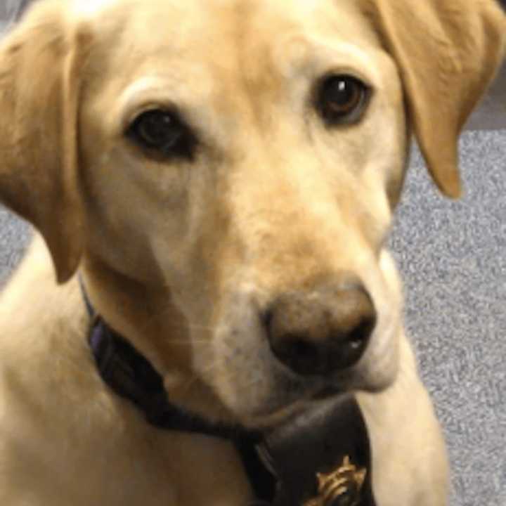 Scooter, a yellow Labrador retriever, rescue dog and Fraud Fighter of the Year as an arson investigator for the Rockland County Sheriff&#x27;s Department.