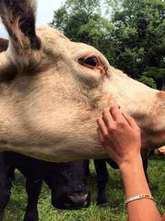 Custom Meats Is Moo-ving Into Fairfield