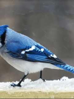 Snow Birds In Fairfield County? Hitting The Seed After The Storm