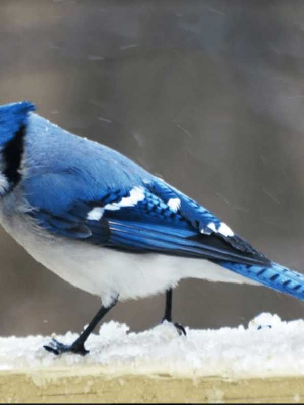 Snow Birds In Fairfield County? Hitting The Seed After The Storm