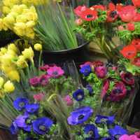 <p>CompoFarm Flowers in Darien and Westport has a variety from Holland.</p>