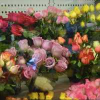 <p>Flowers from Holland are &quot;the best&quot; says the owner of CompoFarm Flowers.</p>