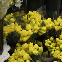 <p>A yellow assortment of Dutch flowers at CompoFarm Flowers with stores in Darien and Westport.</p>