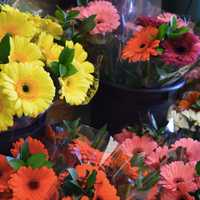 <p>A colorful array of flowers from Holland is available at CompoFarm Flowers in Darien and Westport.</p>