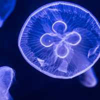 <p>Moon Jellyfish like this one will be available at the grand opening of Gills Aquarium Store.</p>