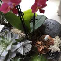 <p>Orchids and planters</p>