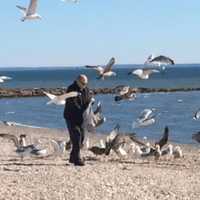 <p>A man makes a flock of instant friends while feeding birds on Stratford&#x27;s Long Beach along the Long Island Sound earlier this month.</p>