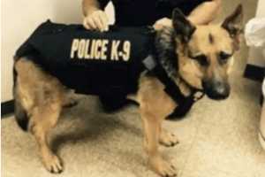 North Salem Teen, Others Rally Behind Cancer-Stricken Police Dog