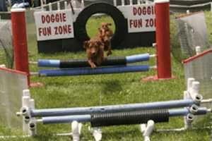 Tail-Waggin' Fun Planned For The 2nd Annual Westport Dog Festival