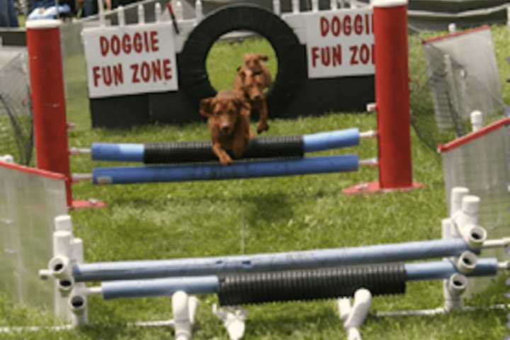 Tail-Waggin' Fun Planned For The 2nd Annual Westport Dog Festival