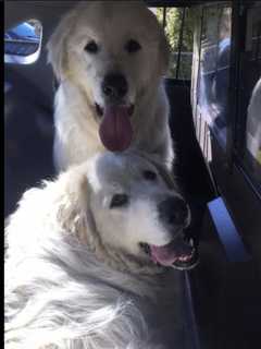 Know Them? Two Loose Dogs Picked Up By Port Chester Police