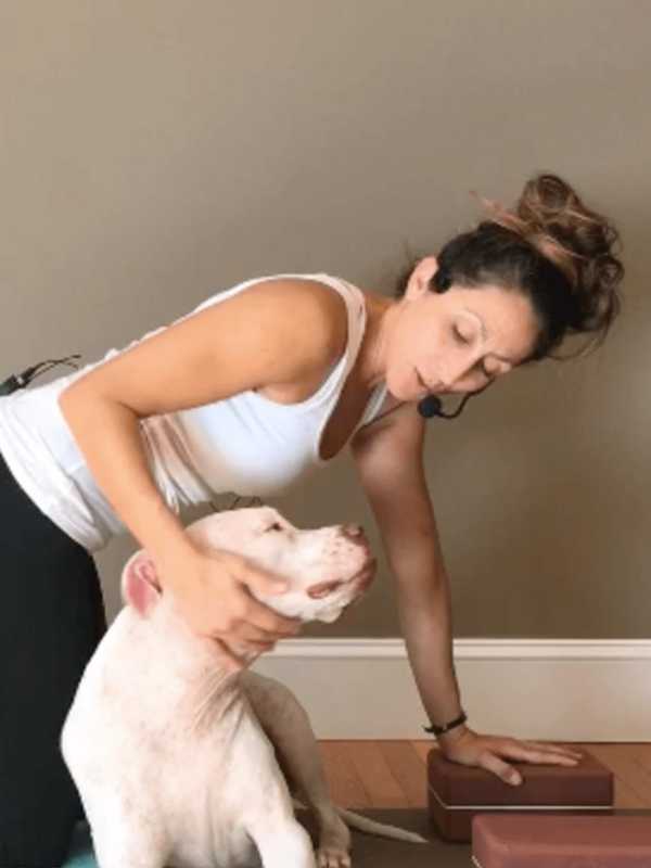 Yoga Goes To The Dogs At New Center In Newtown