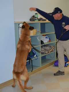 Police K-9s Converge On Westport For First-Ever National Training Program