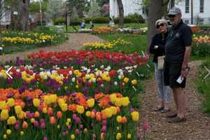 Tiptoe Through The Tulips At Colorblends Show Garden In Bridgeport
