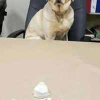 <p>Milford police K9 Cedar helped to recover 190 bags of packaged heroin and one larger bag containing over 70 grams of heroin. The drugs were discarded by a fleeing suspected drug dealer, police said.</p>