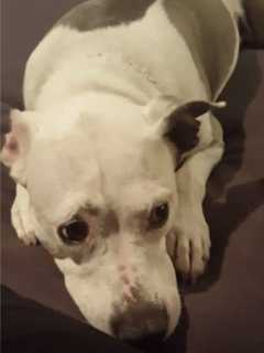 Seen 'Pepsi'? Dog Remains Missing In White Plains