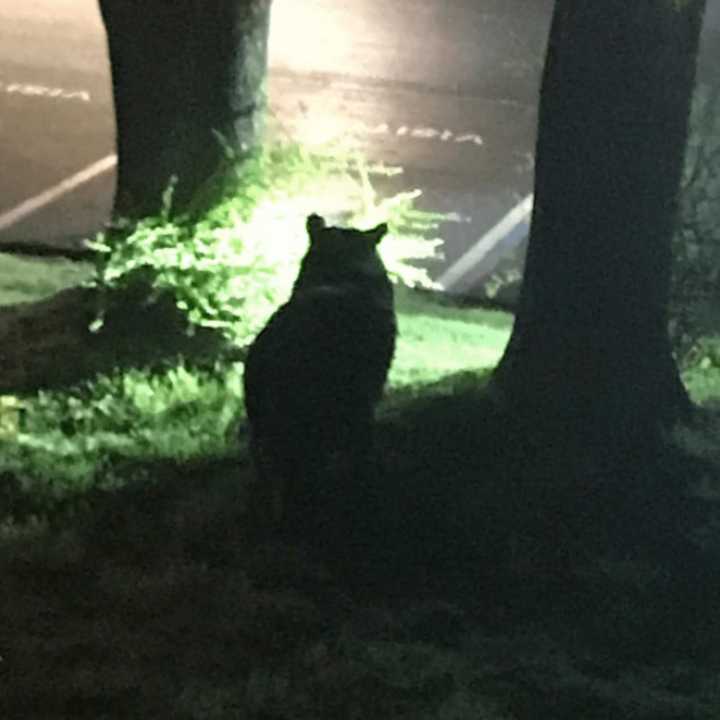 A local family was recently visited by this 300-pound female black bear.