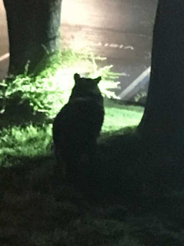 300-Pound Black Bear Traps Hudson Valley Family Inside Home