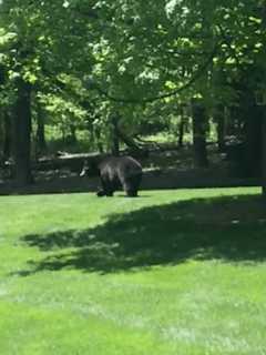 Large Black Bear Foiled By Bear-Proof Bird Feeder In Redding Yard