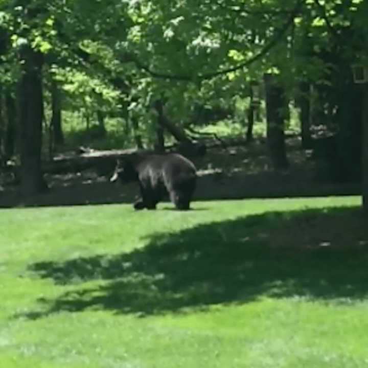 A black bear — with no tags on its ears — is spotted ambling on Wednesday near Redding Center.