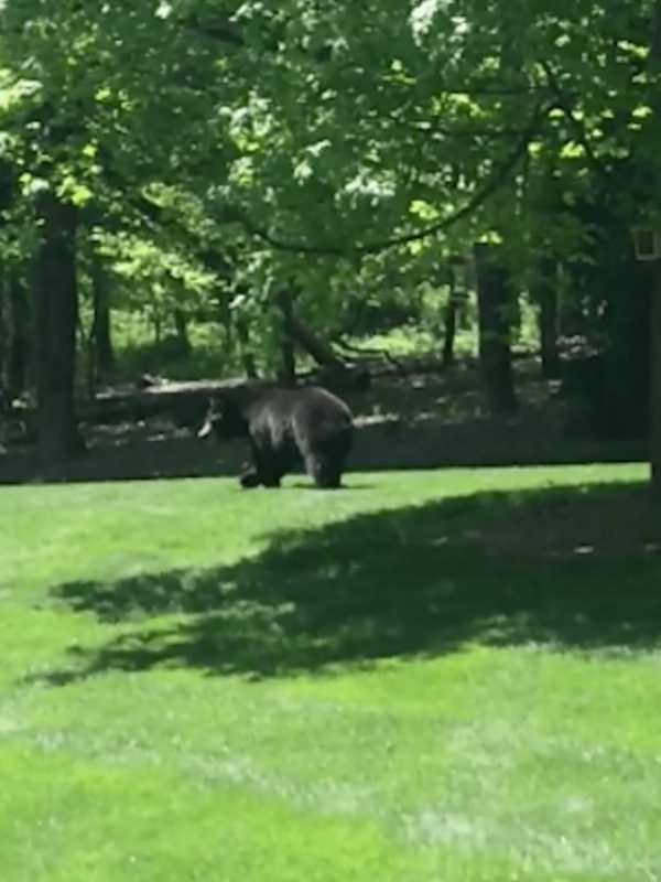 Large Black Bear Foiled By Bear-Proof Bird Feeder In Redding Yard