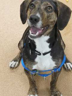 Norwalk PAWS Seeks Homes For 20 'Shelter Veterans'