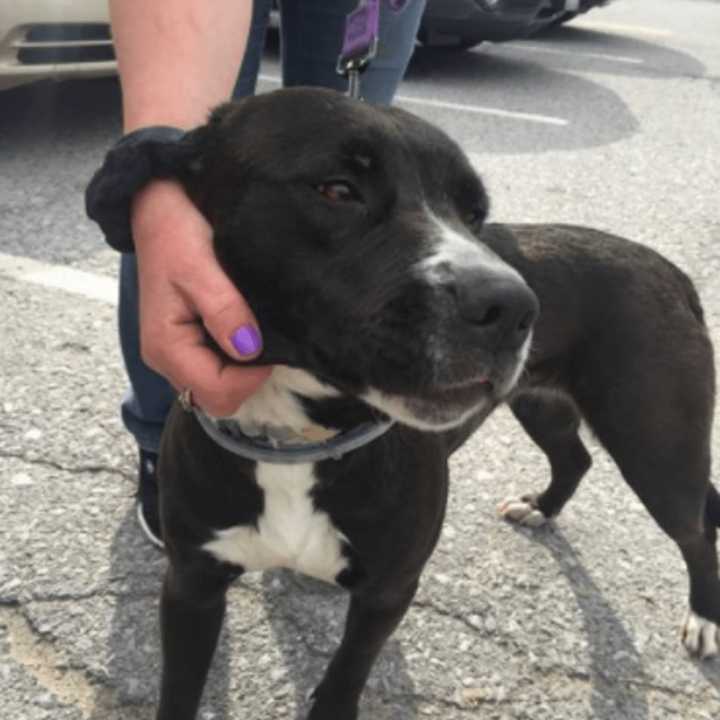 The lost pit bull/lab mix found in Rhinebeck.