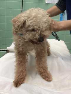 Dog Reunited With Owner In Lewisboro