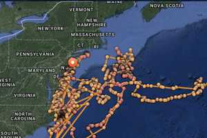 Great White Shark Tracked Heading Toward New York