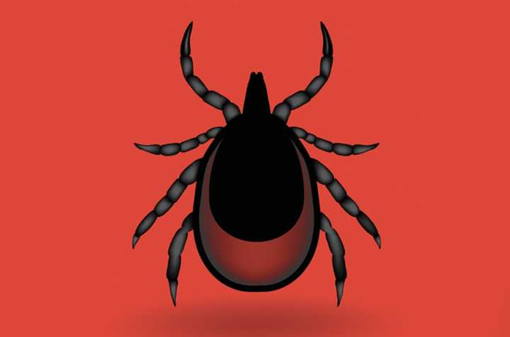 Don&#x27;t let ticks and Lyme disease derail your outdoor plans this summer.