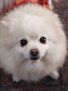 Pit Bull Mauls, Kills Garnerville Dog