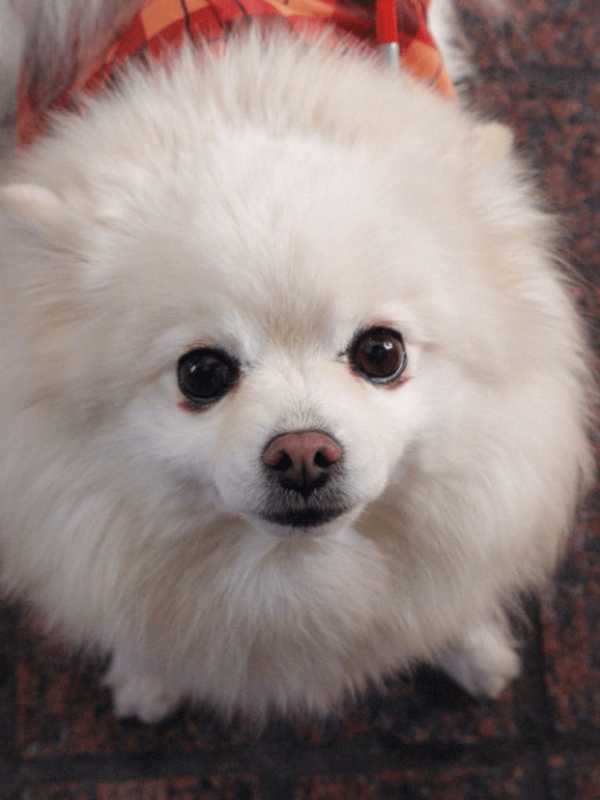 Pit Bull Mauls, Kills Garnerville Dog