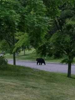 Bear Making Rounds In Rockland