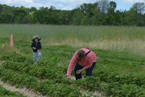 Pick-Your-Own Fruit Fans Cheer Start Of Strawberry Season In Shelton