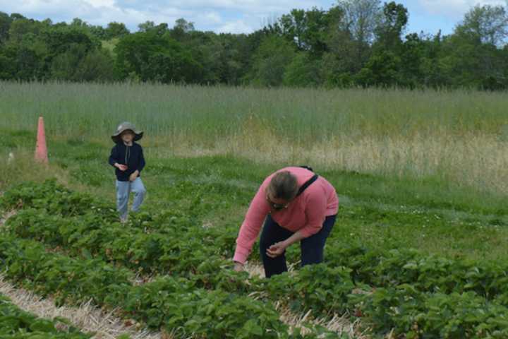 Pick-Your-Own Fruit Fans Cheer Start Of Strawberry Season In Shelton