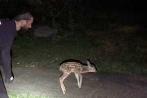 Newly Born Fawn Rescued In Ramapo