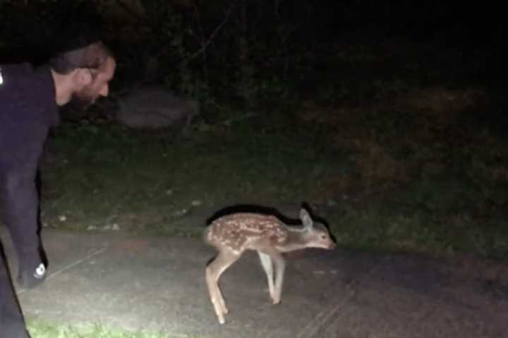 Newly Born Fawn Rescued In Ramapo
