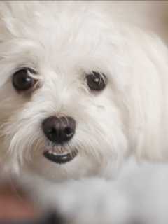 Dognappers Charged In Clarkstown After Maltese Stolen In Hillcrest