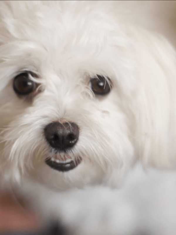 Dognappers Charged In Clarkstown After Maltese Stolen In Hillcrest