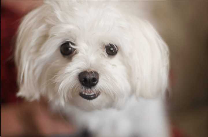 A Ramapo Maltese who was dognapped was returned home.