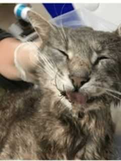 Cat Found In Mahopac Tests Positive For Rabies