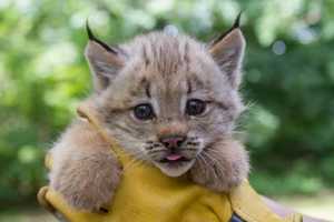 He, She, One of Each? Zoo To Reveal Lynx Kittens' Gender This Week