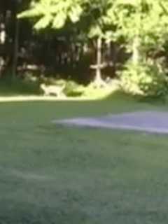 Video: Bobcat Spotted In Dutchess