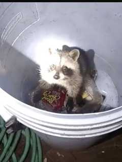 Ramapo Police Make Raccoon Rescue